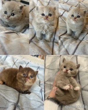 Bkh Kitten aus liebevoller Zucht mit Stammbaum