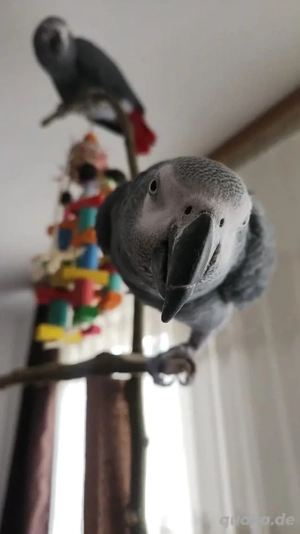 Zwei Kongo-Graupapageien (Brüder) abzugeben