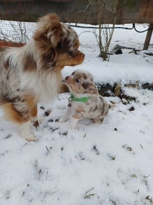 Chihuahua Welpe Rüde mit Ahnentafel 