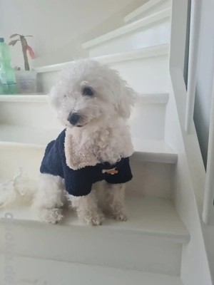 Wunderschöne Maltipoo- Malteser Mischlingswelpen zu verkaufen     