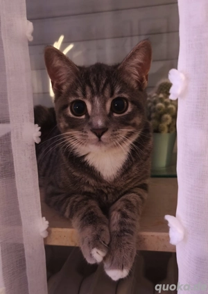 BKH- EKH Mix,6 Monate alter Kater