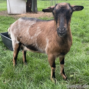 Hornlose Ziegen zu verkaufen Bild 3