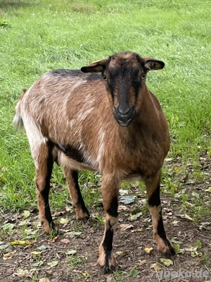 Hornlose Ziegen zu verkaufen Bild 4