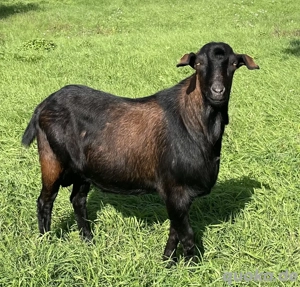 Hornlose Ziegen zu verkaufen Bild 2