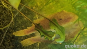Verkaufe Albino Ancistrus