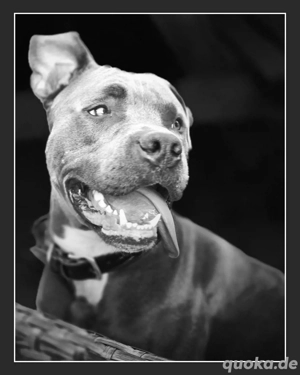 Deckrüde American Stafford Blueline