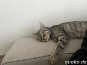 1,5 Jahre alte Katze Diva zu verkaufen