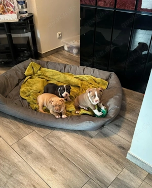 American Bully Pocket Welpen mit ABKC Papieren 