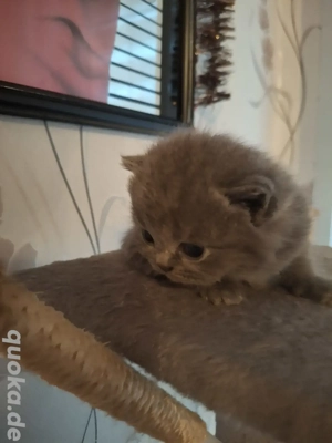 Bkh kitten reinrassige