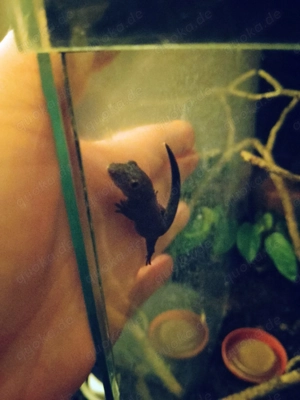 eurydactylodes occidentalis, 2.0., Chamäleongecko