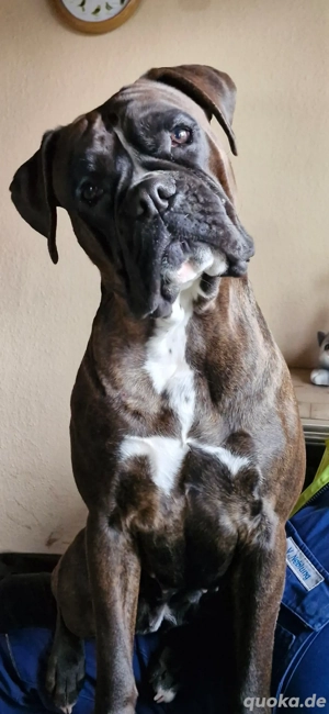 Boxerhündin in beste Hände abzugeben. 
