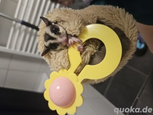Sugar Glider Männchen abzugeben