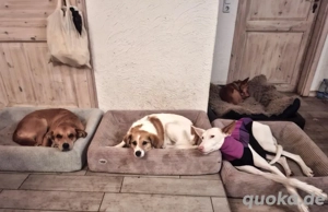 Calima liebt die Menschen- traut sich auch zu Hundeanfängern