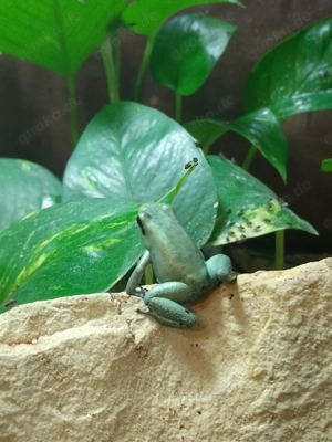 phyllobates terribilis mint, Nachzuchten, 0.0.6., Dendrobaten, Frösche 