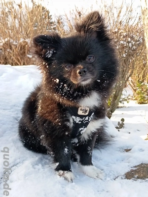 Wunderschöner Pomchi Deckrüde 