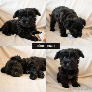 Süße Yorkiepoo Welpen (Yorkshire Terrier Pudel Mix) Hypoallergene Designerhunde ab sofort abzugeben