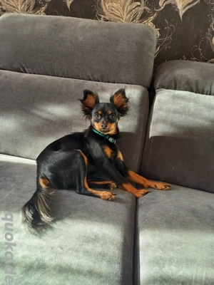 Reinrassissige Russkiy Toy Deckrüde 