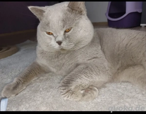 Reinrassige Britisch Kurzhaar Kitten mit STAMMBAUM  Bild 7