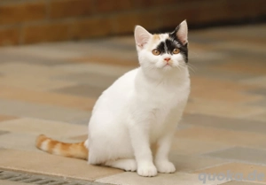 Reinrassige Britisch Kurzhaar Kitten mit STAMMBAUM  Bild 8