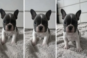 französische Bulldogge 