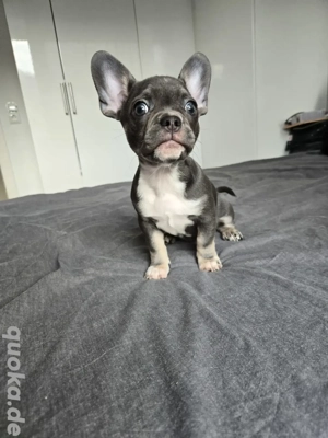Französische Bulldogge Isabella Tan Welpen