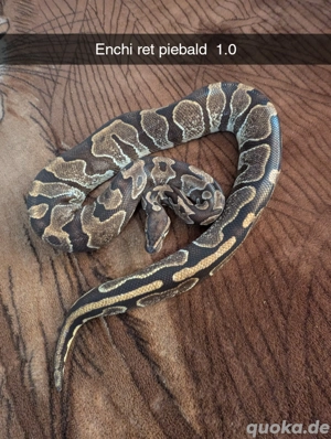 Königspython abzugeben 