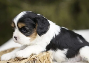 Wunderschöne Cavalier King Charles Spaniel Welpen