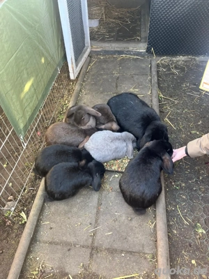 Unsere Hasen suchen ein neues Zuhause    inkl. Gehege