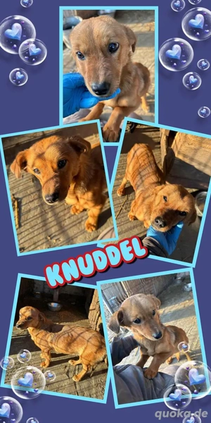 kleiner, lieber, menschenbezogener, mit Artgenossen verträglicher Rüde "Knubbel" auf Körbchensuche