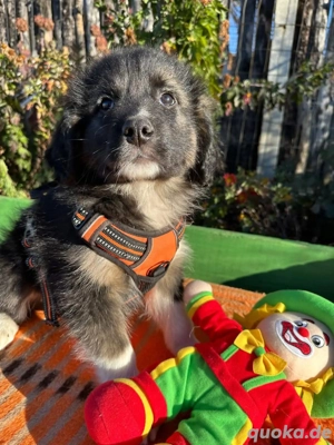 Welpe LUCA sucht das große Glück 