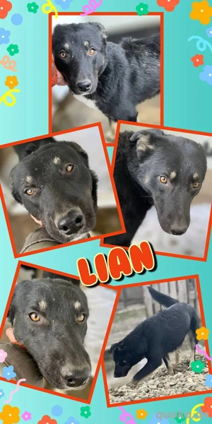 lieber, fröhlicher, menschenbezogener, hübscher Rüde "Lian" sucht dringend ein Zuhause