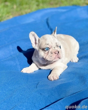 Französische Bulldoggenwelpen