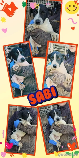wunderschönes Welpenmädchen "Sabi" hofft auf ein neues Leben und eine Familie