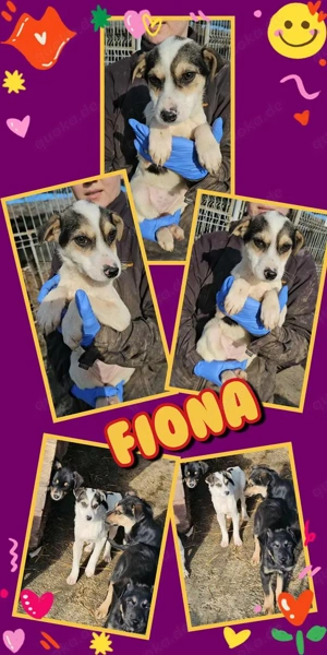 süßes Welpenmädchen "Fiona" wer hat ein Körbchen frei und holt mich ins Warme?