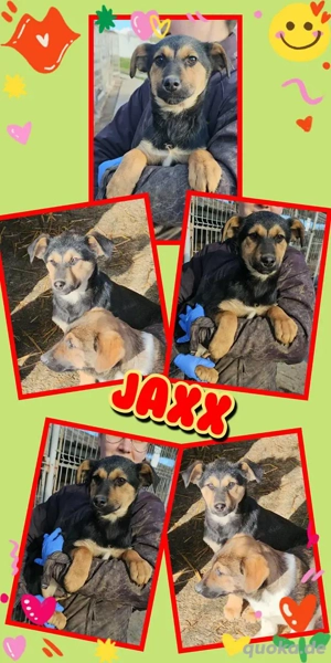 wunderschöner Welpenjunge "Jaxx" hofft auf ein neues Leben und eine Familie