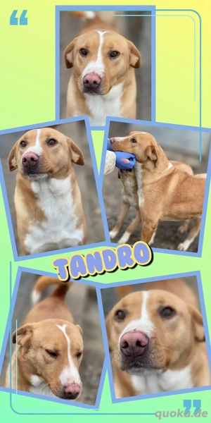 offener, fröhlicher, schöner, sehr menschenbezogener Rüde "Tandro" auf Körbchensuche
