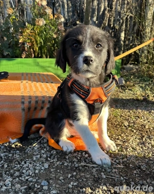 Welpe LUCKY möchte die Welt erobern 