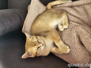 britisch kurzhaar Kater. In wunderschöner farbe Gold 