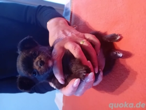 Chihuahua Welpen ohne Papiere