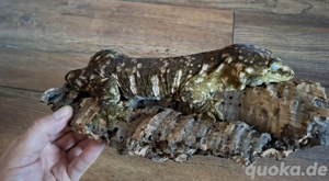 Rhacodactylus Leachianus 1.0 Friedel Mt. Koghis  #2 Bild 5