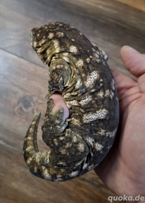 Rhacodactylus Leachianus 1.0 Friedel Mt. Koghis  #2 Bild 7