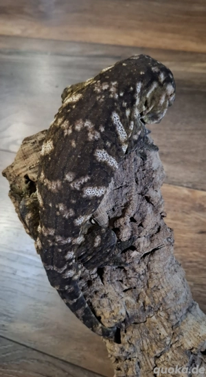 Rhacodactylus Leachianus 1.0 Friedel Mt. Koghis  #2