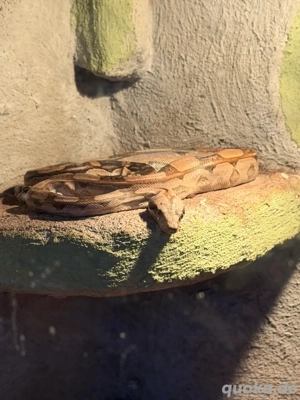 Boa Constrictor Imperator Männchen (1.0)