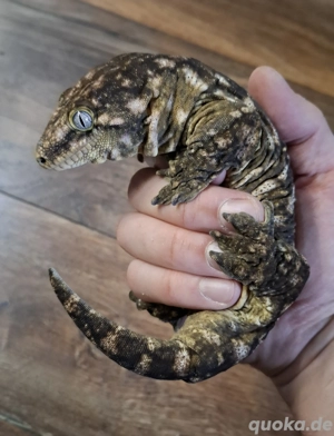 Rhacodactylus Leachianus 1.0 Friedel Mt. Koghis  #2