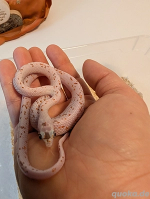 Hallstadt 1.0 Palmetto Scaleless Bloodred 