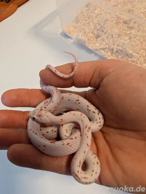 Hallstadt 1.1 Palmetto Scaleless Bloodred 