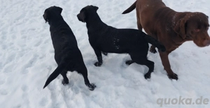 Schöne Labrador Welpen Bild 2