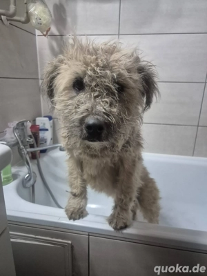 "Distelhündin" sucht ihr neues Zuhause