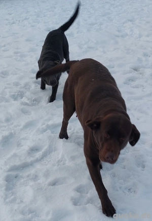 Schöne Labrador Welpen Bild 5