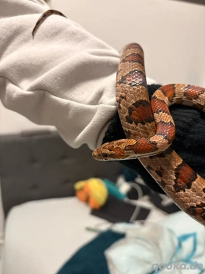 kornnatter sucht zuhause 